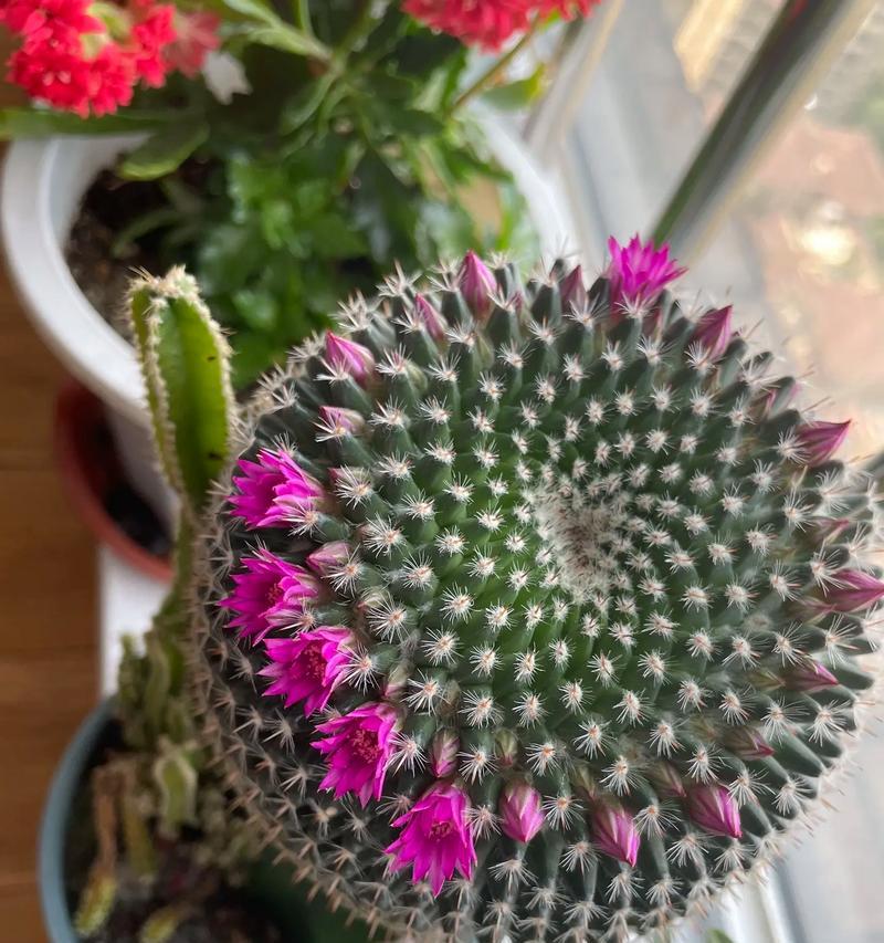 仙人球开花出现紫花该如何处理？