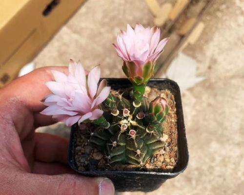 仙人球开花出现紫花该如何处理？