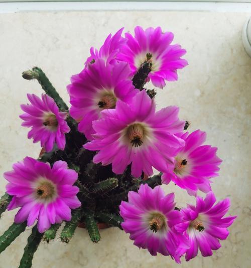 小花朵仙人掌的养护和浇水方法是什么？