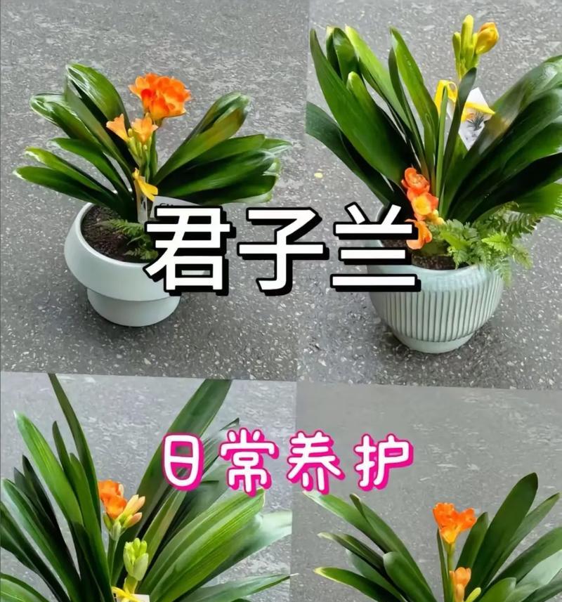 君子兰的种植方法有哪些？