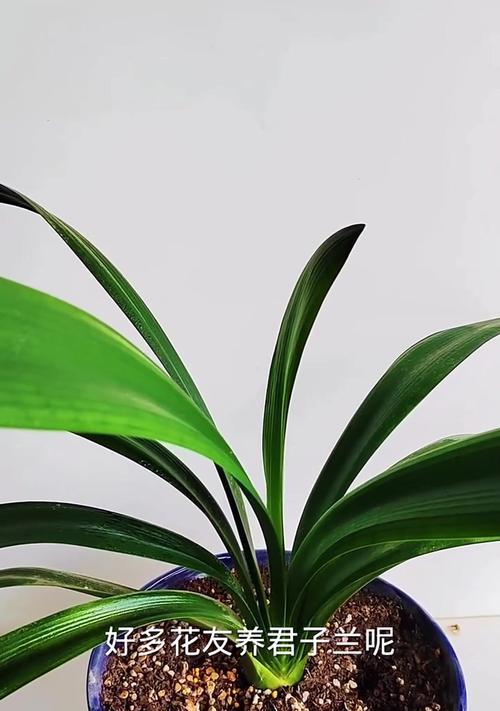 君子兰的种植方法有哪些？