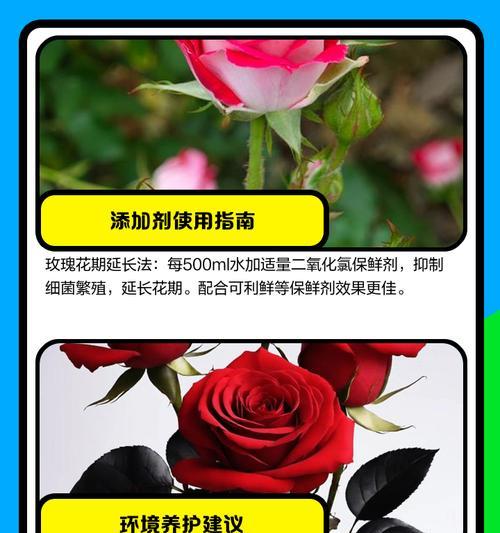保暖玫瑰花的品种名称是什么？