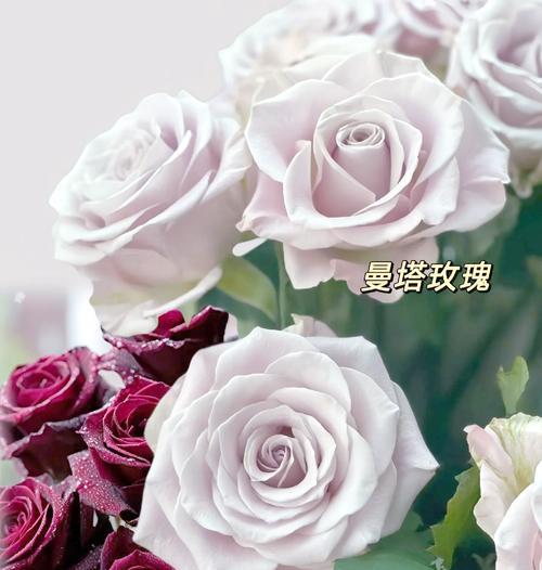 保暖玫瑰花的品种名称是什么？