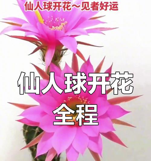 仙人球快速开花该如何应对？
