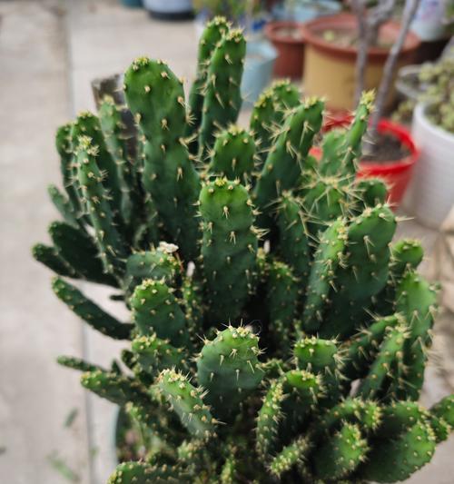 荆刺仙人掌如何养护才能开花？