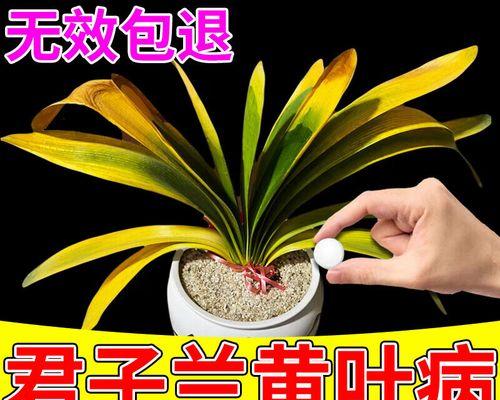 君子兰叶子发黄怎么办？