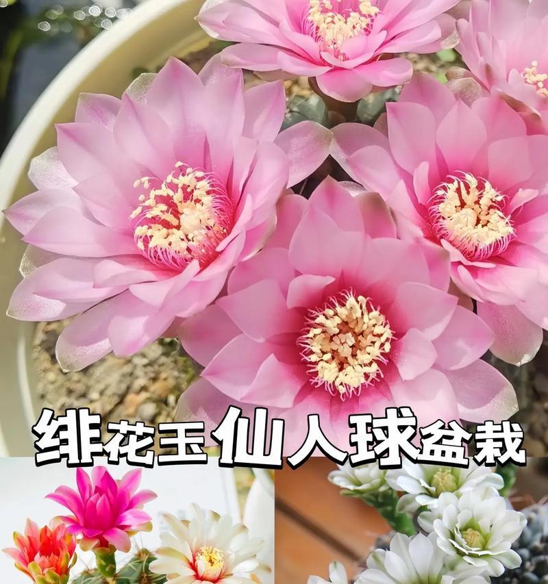 仙人球养护达人分享的秘诀是什么？