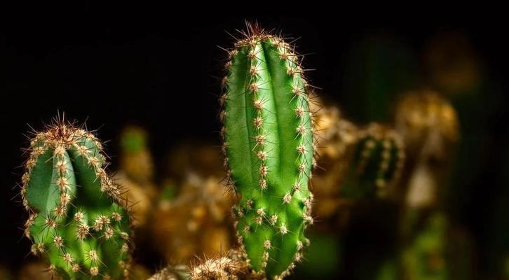 仙人球养护达人分享的秘诀是什么？