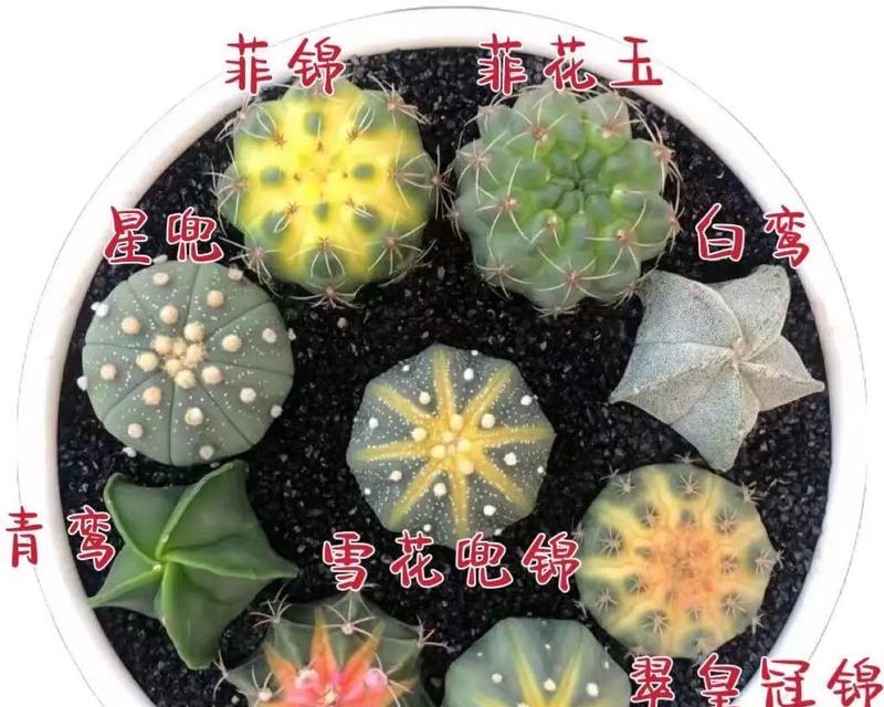 仙人球打顶的原因和好处是什么？