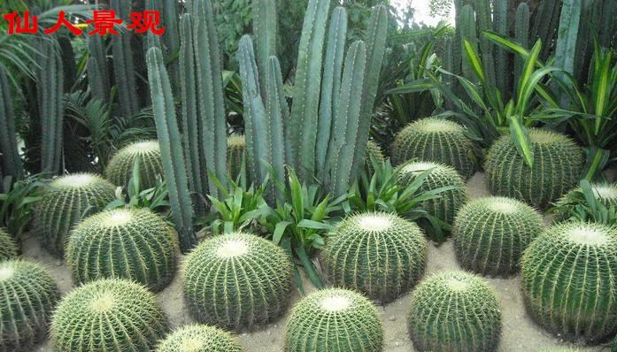 仙人球打顶的原因和好处是什么？