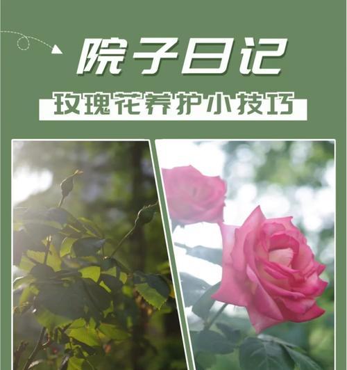 钓鱼捏的玫瑰花养护技巧有哪些？