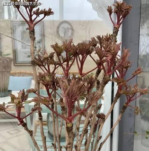 闽南地区冬季如何种植和养护牡丹花？