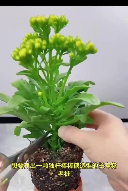 仙人掌掐枝扦插的正确步骤是什么？