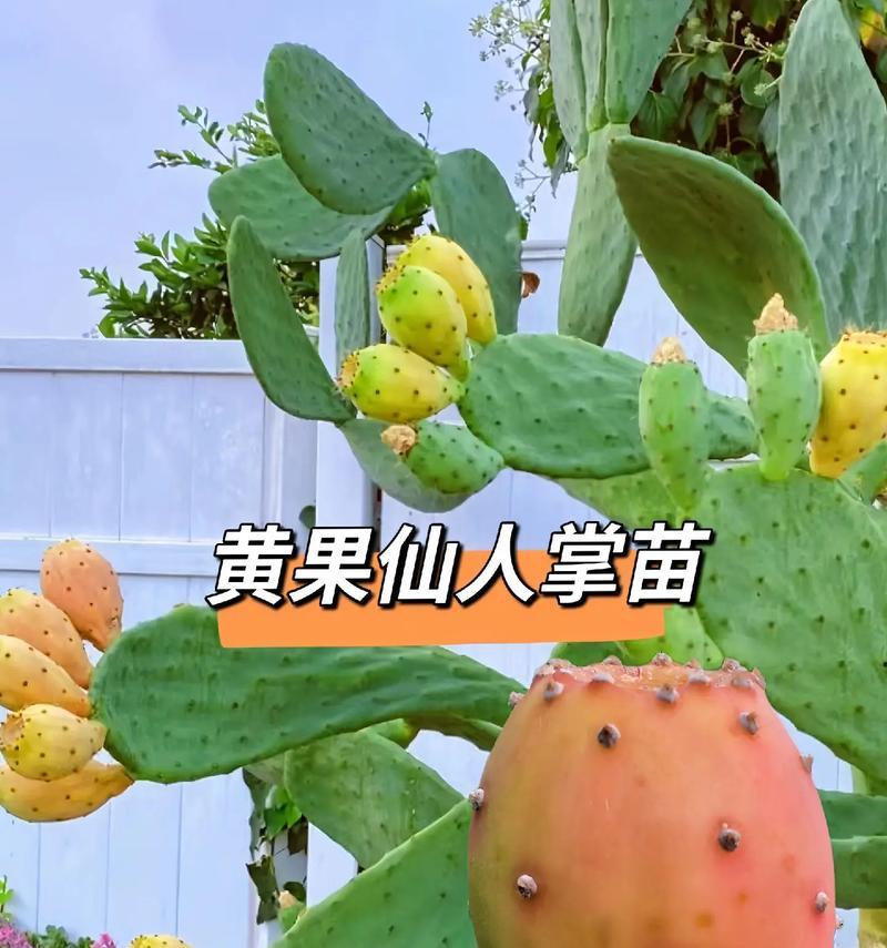 仙人掌掐枝扦插的正确步骤是什么？