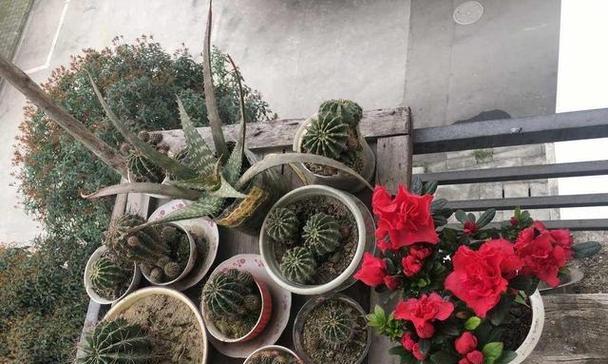 仙人球摔断后如何正确种植盆栽？
