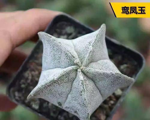 仙人球摔断后如何正确种植盆栽？