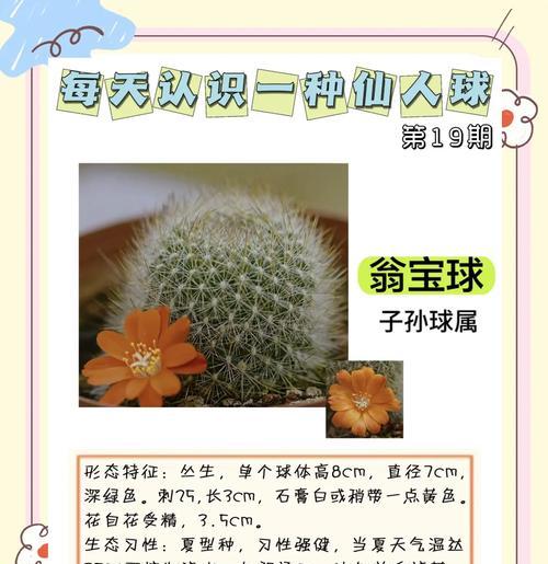 仙人球摔断后如何正确种植盆栽？