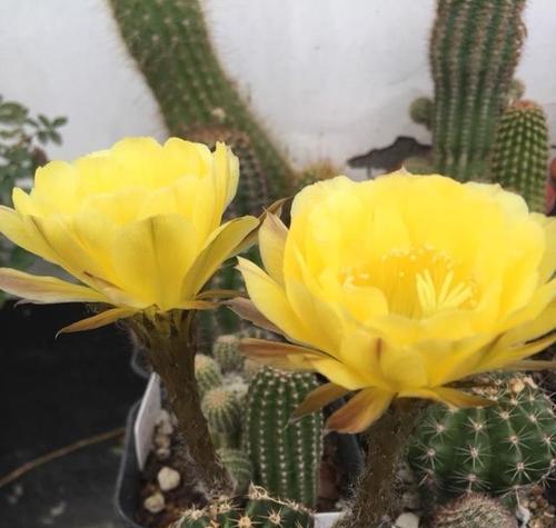 仙人掌黑球花不开花的原因及解决方法是什么？