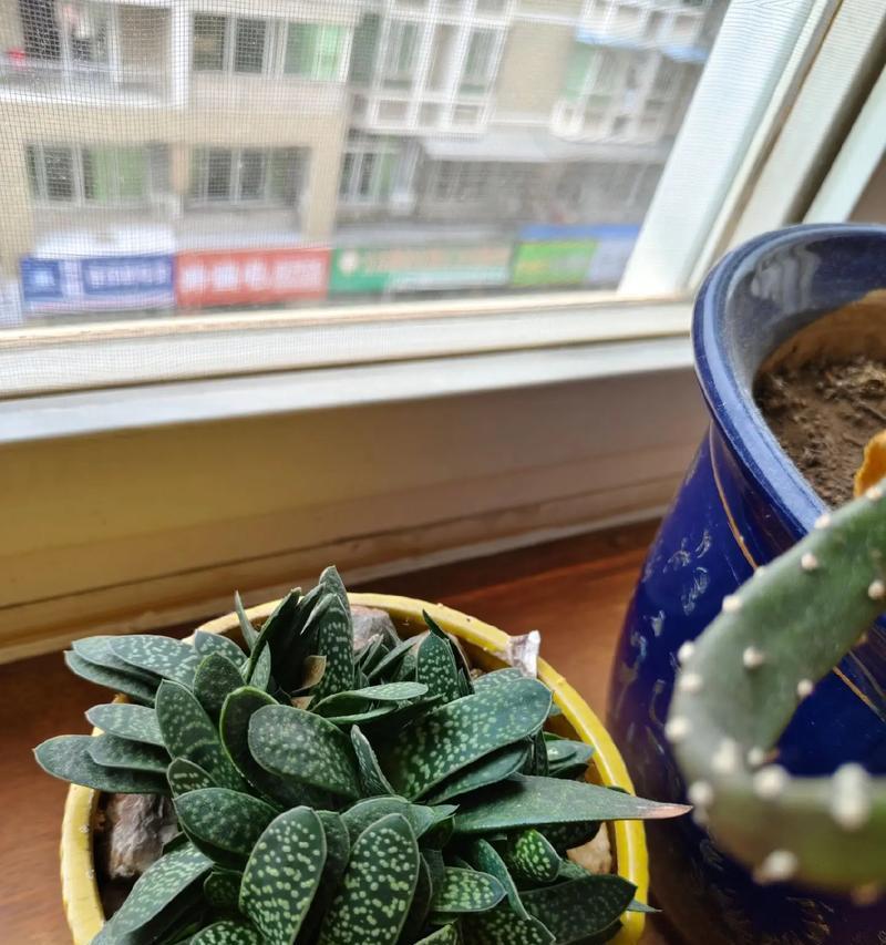 仙人掌黑球花不开花的原因及解决方法是什么？