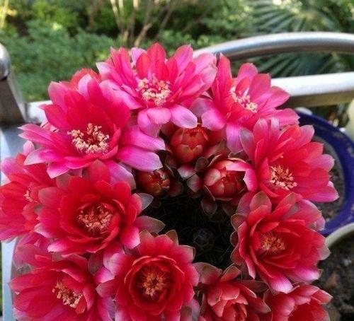 仙人掌黑球花不开花的原因及解决方法是什么？