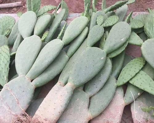 仙人掌片发芽后种植的正确方法是什么？