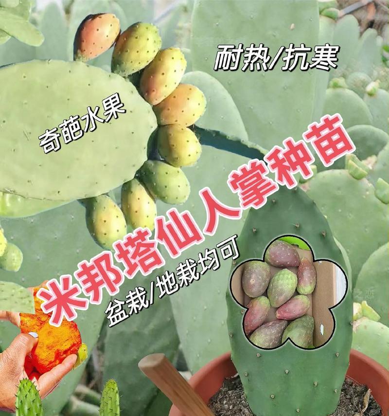 仙人掌片发芽后种植的正确方法是什么？