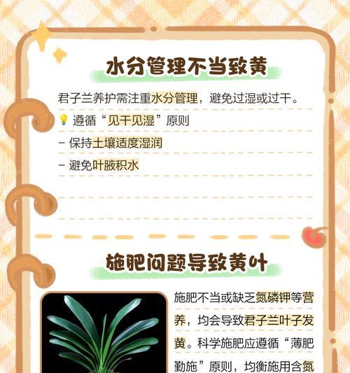 君子兰植料叶子发黑的原因及处理方法是什么？