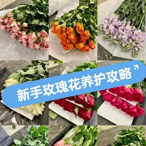 海军玫瑰花的养护技巧有哪些？