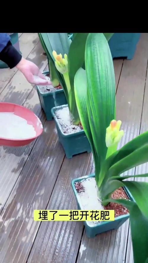 君子兰促开花应该施用哪种肥料？