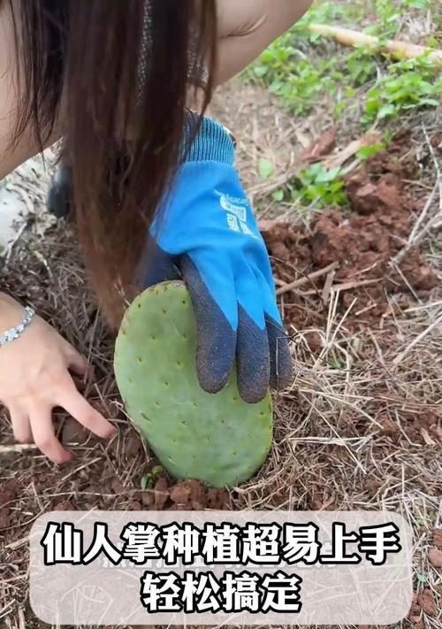 建水仙人掌种植基地的特色和优势是什么？