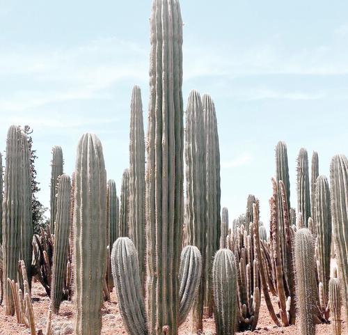 建水仙人掌种植基地的特色和优势是什么？