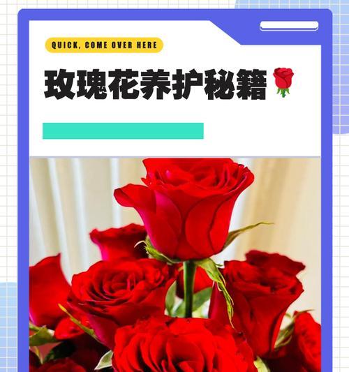 玫瑰花养护方式的具体含义是什么？