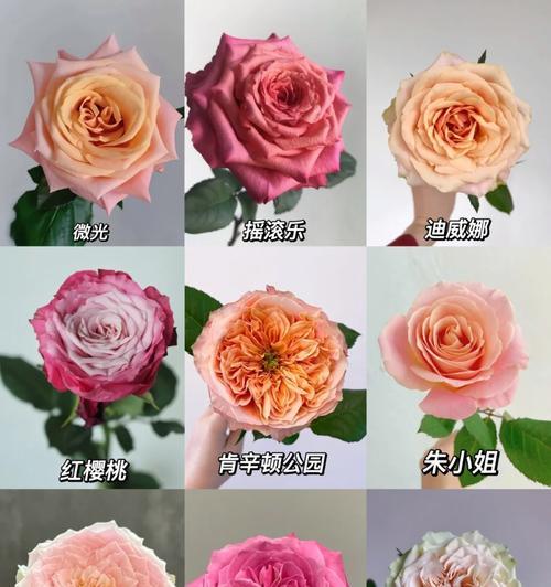 粉白色渐变玫瑰花瓣的花种是什么？