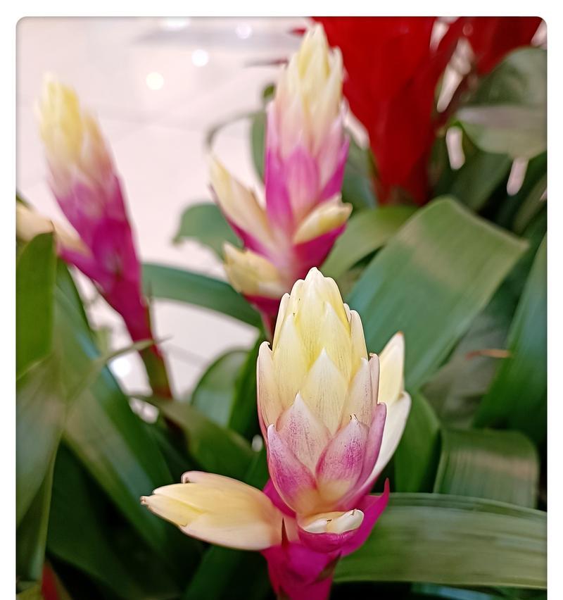 水塔花栽种时花盆大小选择指南？