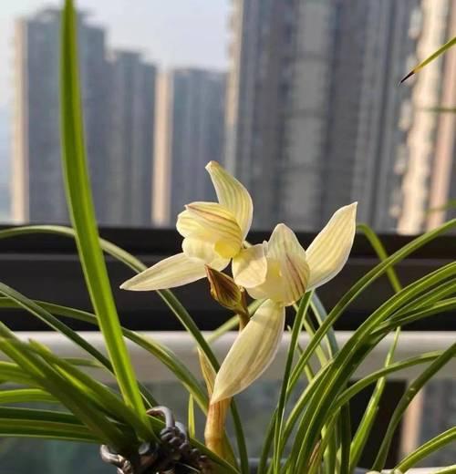 水塔花栽种时花盆大小选择指南？