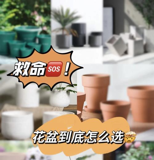 水塔花栽种时花盆大小选择指南？