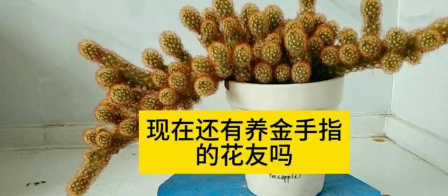 植物毒仙人掌的正确养护方法是什么？