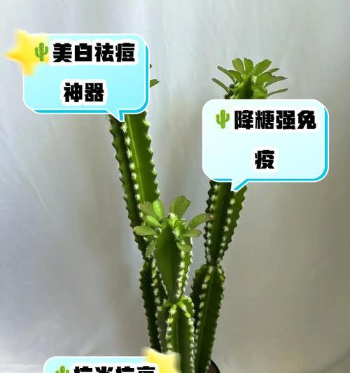摩洛哥仙人掌高成活率的栽种技巧？