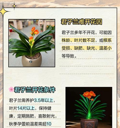 君子兰掐叶后不开花的可能原因？