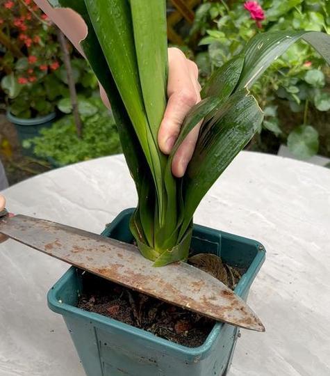 君子兰掐叶后不开花的可能原因？