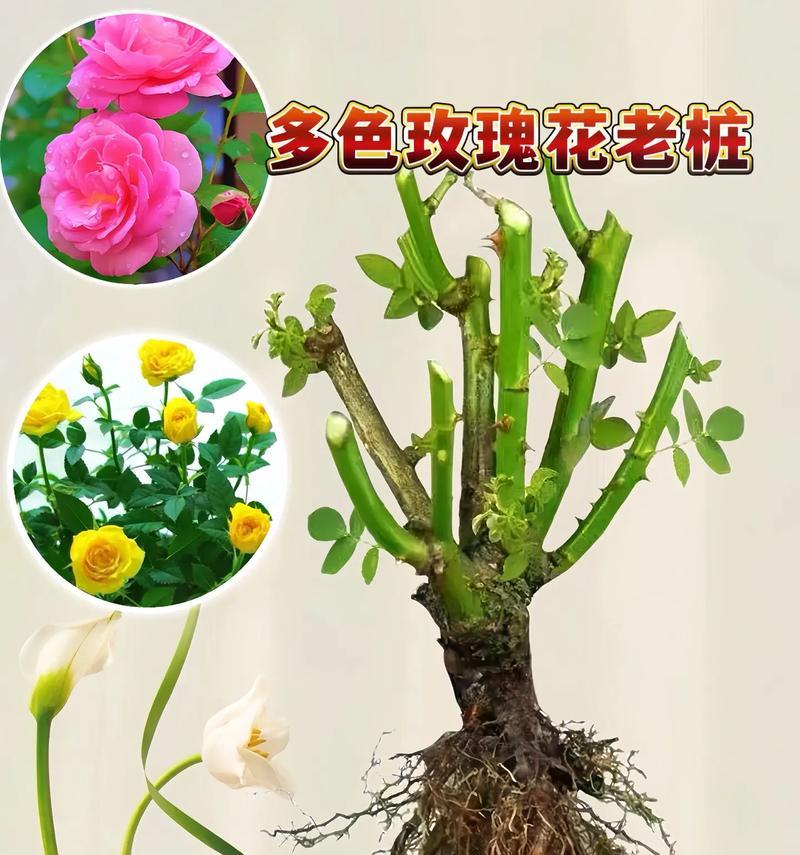 玫瑰花栽种后的正确养护方法？