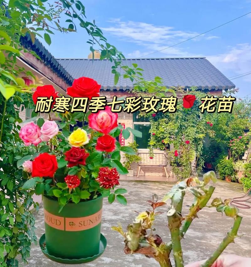 玫瑰花栽种后的正确养护方法？