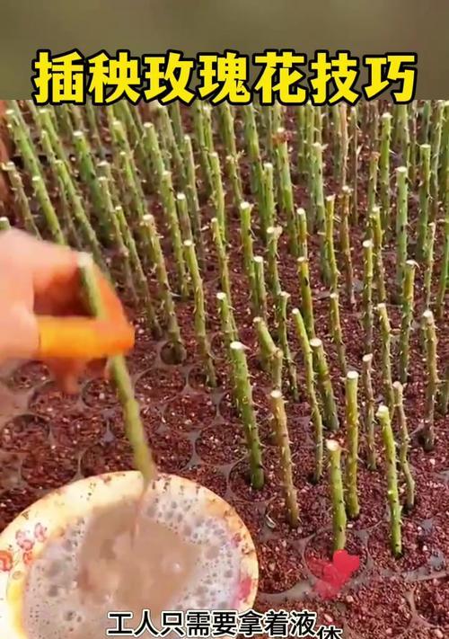 玫瑰花栽种后的正确养护方法？