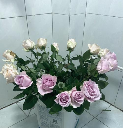 无挂钩玫瑰花的养护技巧是什么？