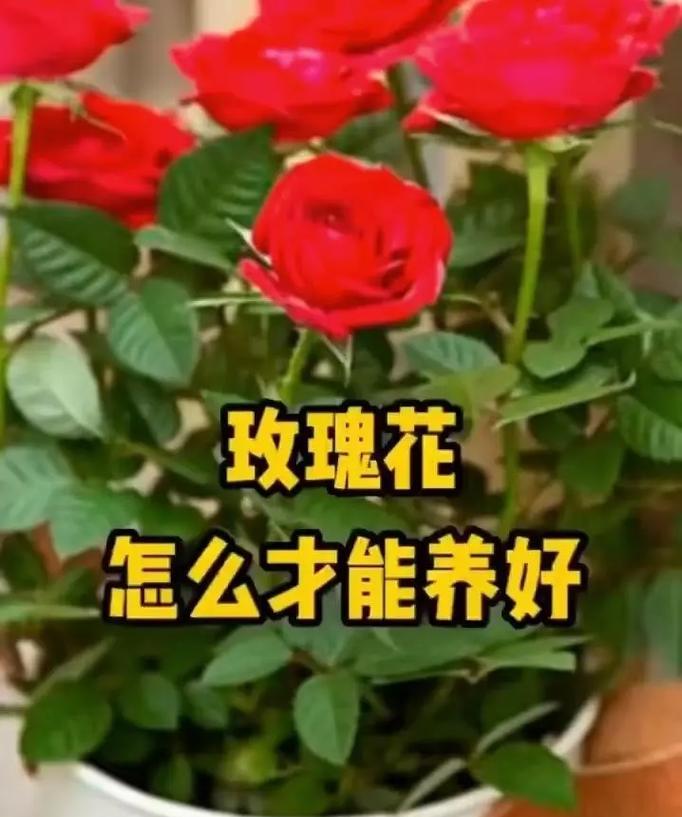 无挂钩玫瑰花的养护技巧是什么？