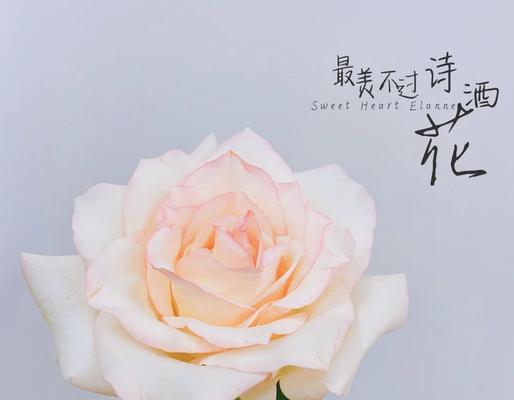 无挂钩玫瑰花的养护技巧是什么？