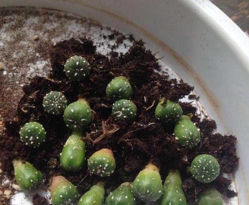 夏季仙人掌浇水的正确方法是什么？