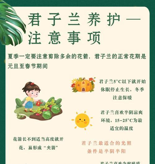 君子兰春化期的养护要点有哪些？