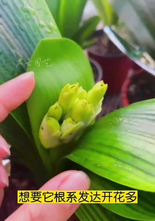 君子兰不开花且全是幼苗的解决方法？