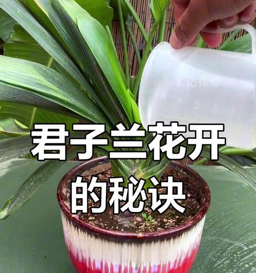 君子兰不开花且全是幼苗的解决方法？